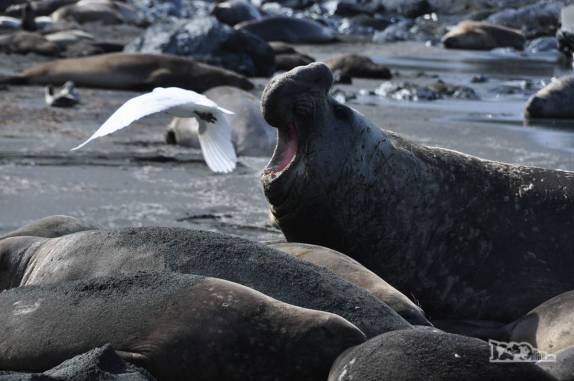 Um grande elefante-marinho 'avisa' seus concorrentes para não se aproximar de seu harém na praia de Gold Harbour, na Geórgia do Sul
